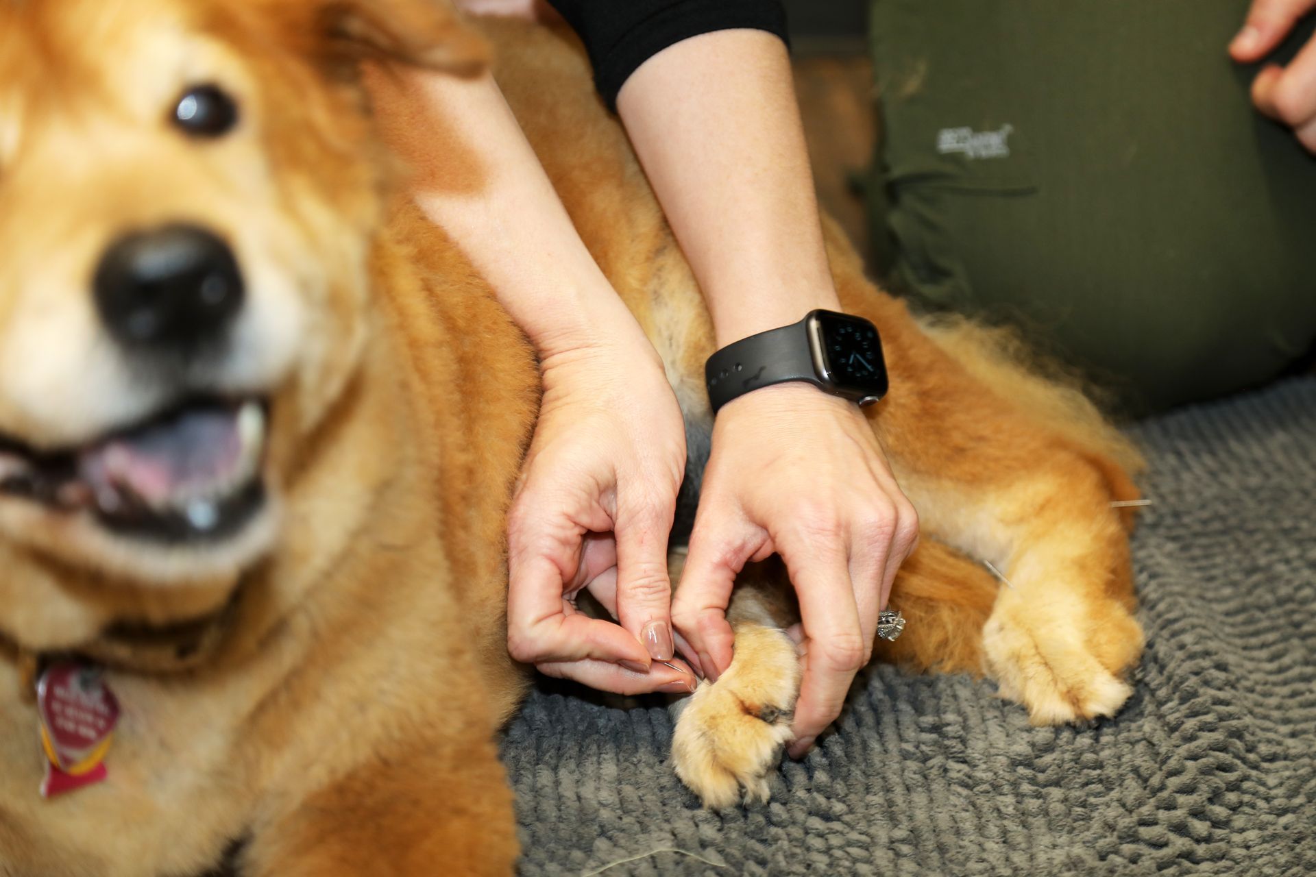Person administering acupuncture to a golden retriever's paw; indoors.