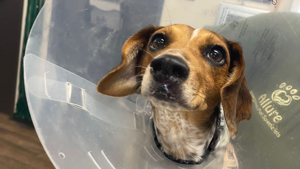 Beagle wearing a cone, looking upwards with a concerned expression.