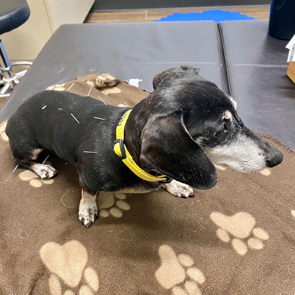 Dog undergoing acupuncture treatment, needles inserted in its back and side, lying on a paw print blanket.