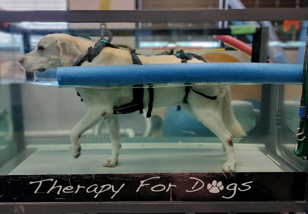 Dog in water treadmill for therapy. White dog wearing harness walking underwater.