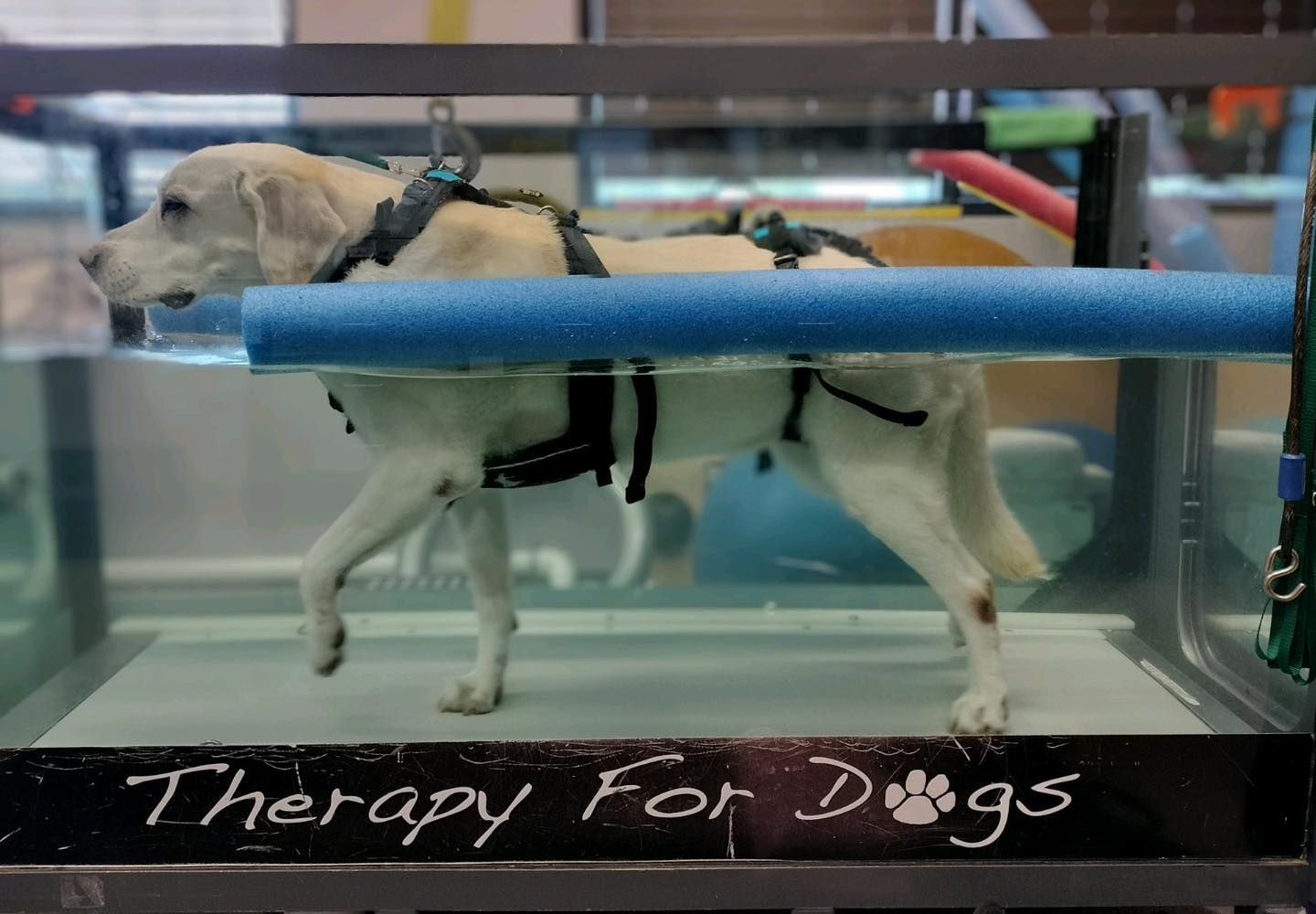 Dog in water treadmill for therapy. White dog wearing harness walking underwater.