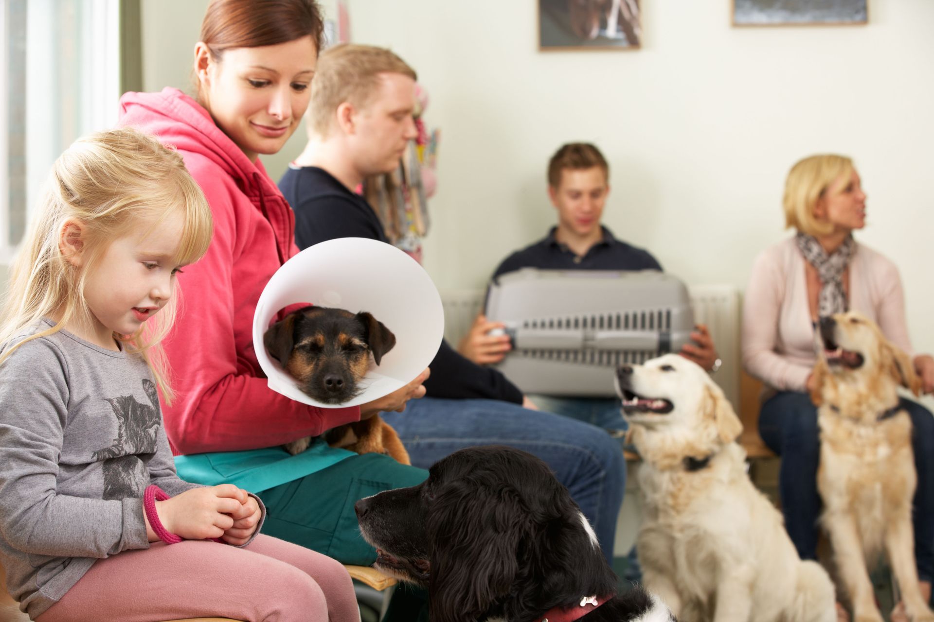 People and dogs in a veterinarian's waiting room. A dog wears a cone; other dogs sit with their owners.