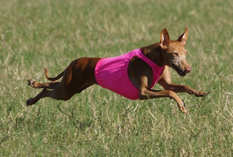 Brown dog in a bright pink vest leaping through a grassy field