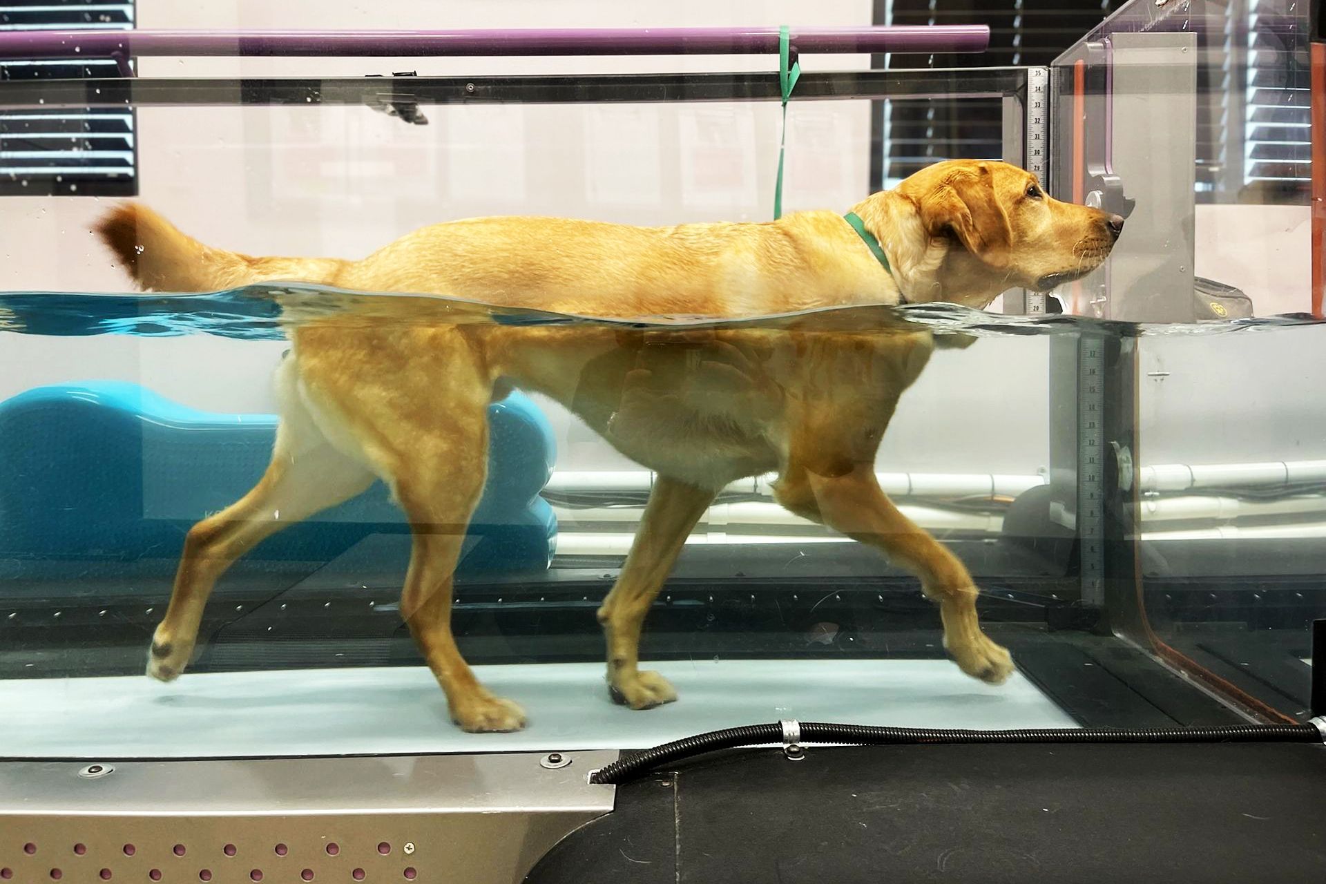 Dog walking in a water treadmill during rehab