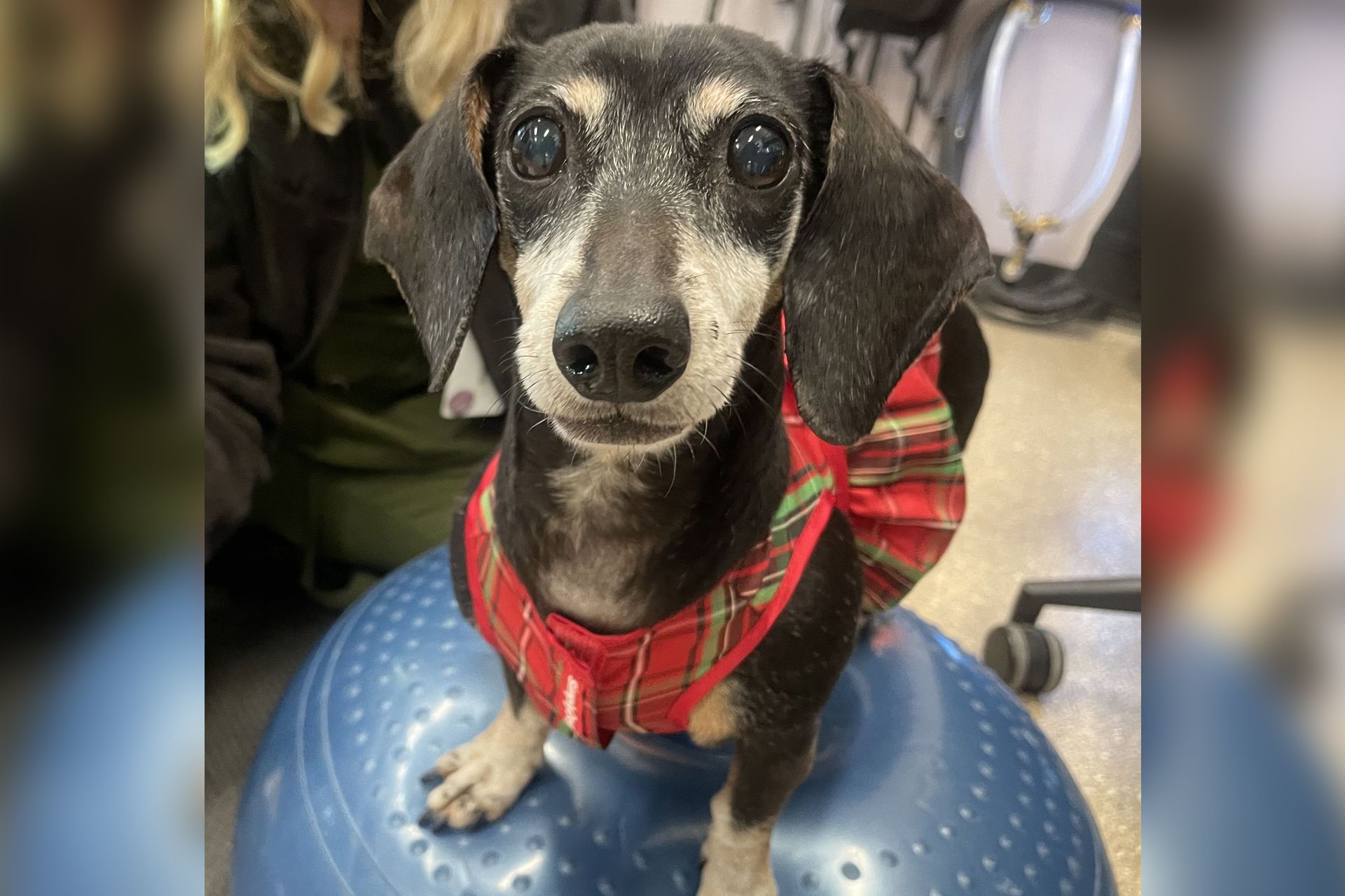 Small black-and-tan dachshund in a red plaid sweater sitting on a blue exercise ball