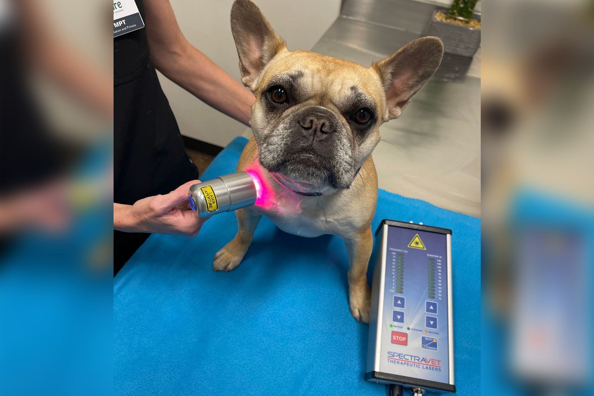 Dog undergoing laser therapy