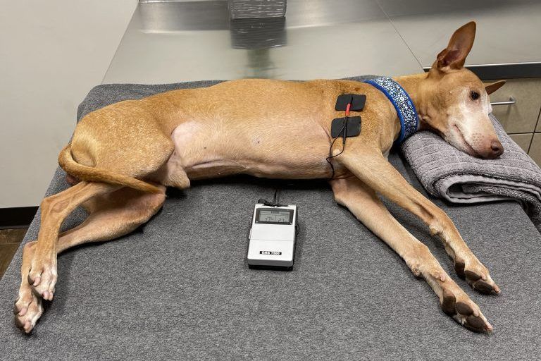 Dog undergoing electrical stimulation