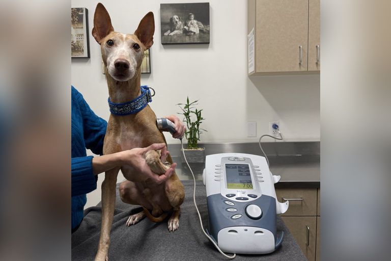 Dog using an ultrasound