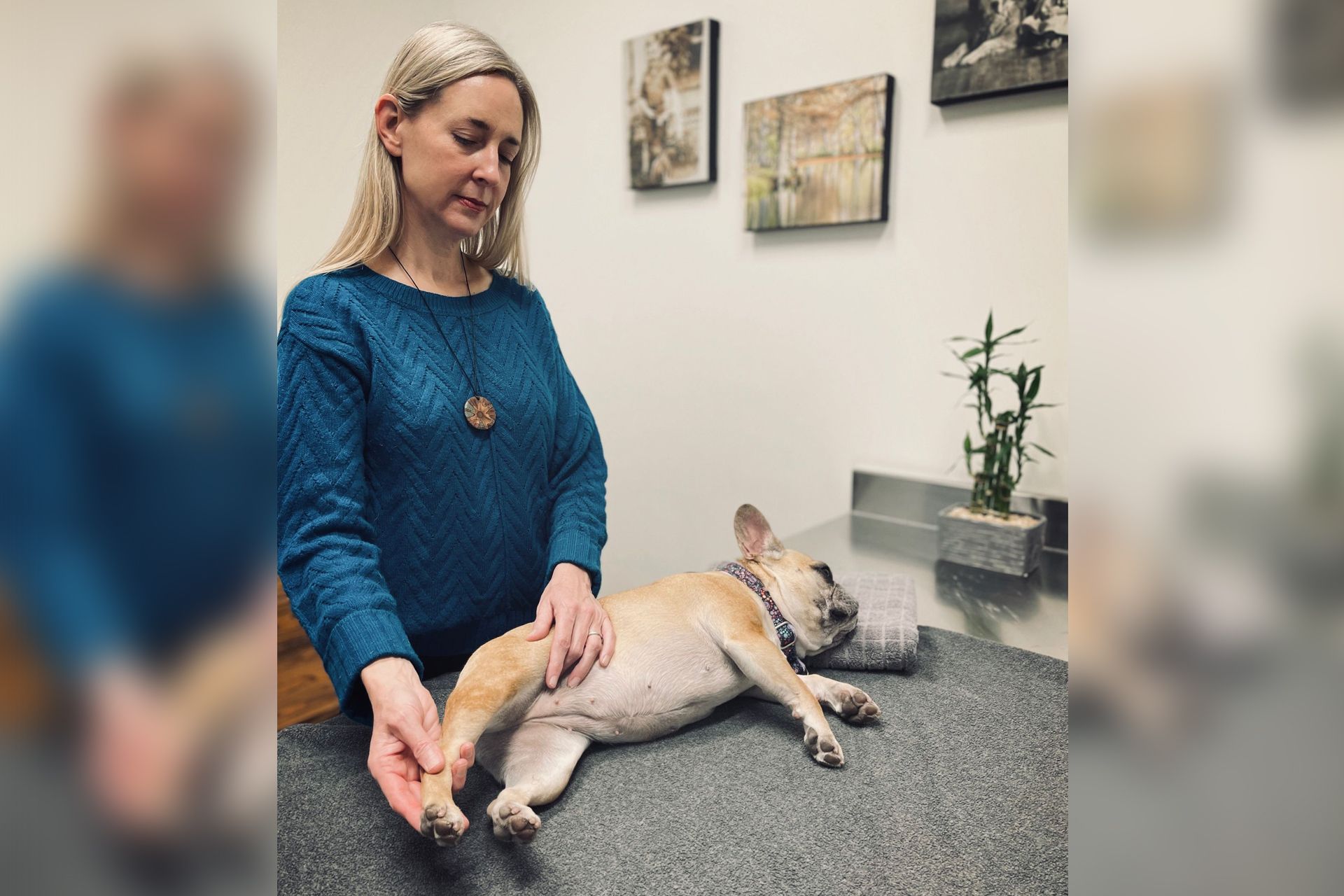 Veterinarian examining a dog lying on a clinic table