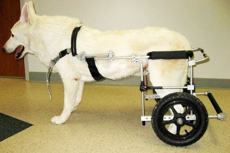 White dog wearing a black harness attached to a wheelchair cart