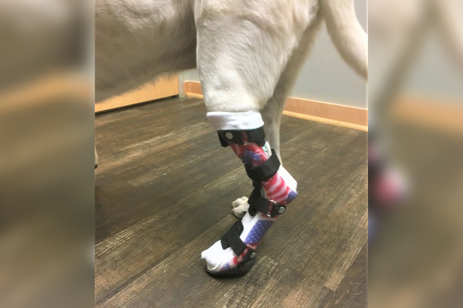 Dog with a leg brace