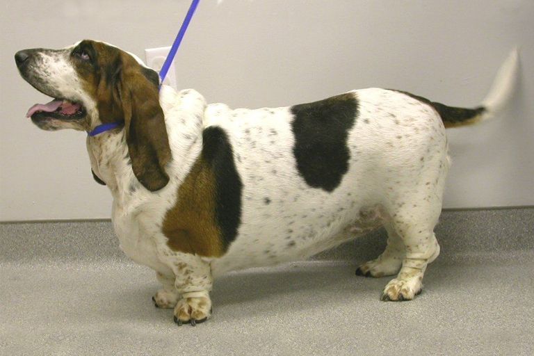 Overweight dog