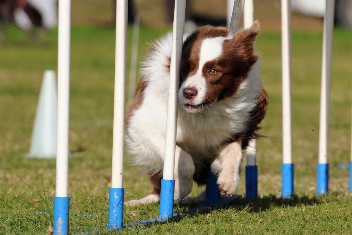 Brown-and-white dog weaving through agility poles on grass