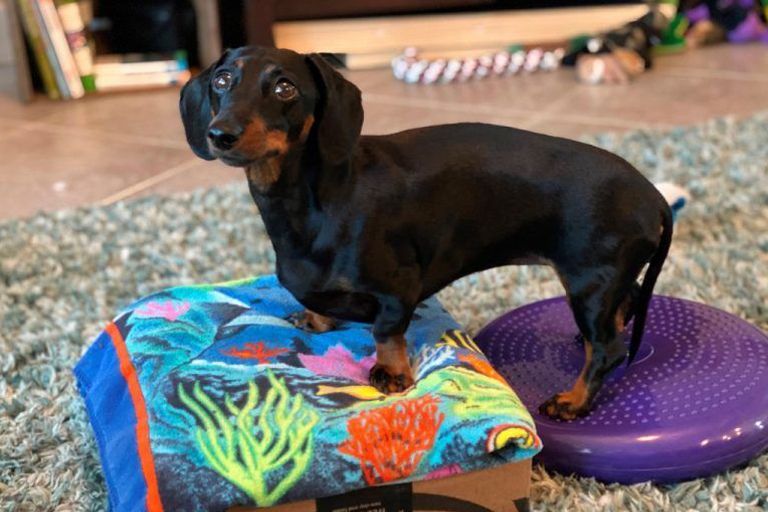 Black dachshund standing on a colorful cushion