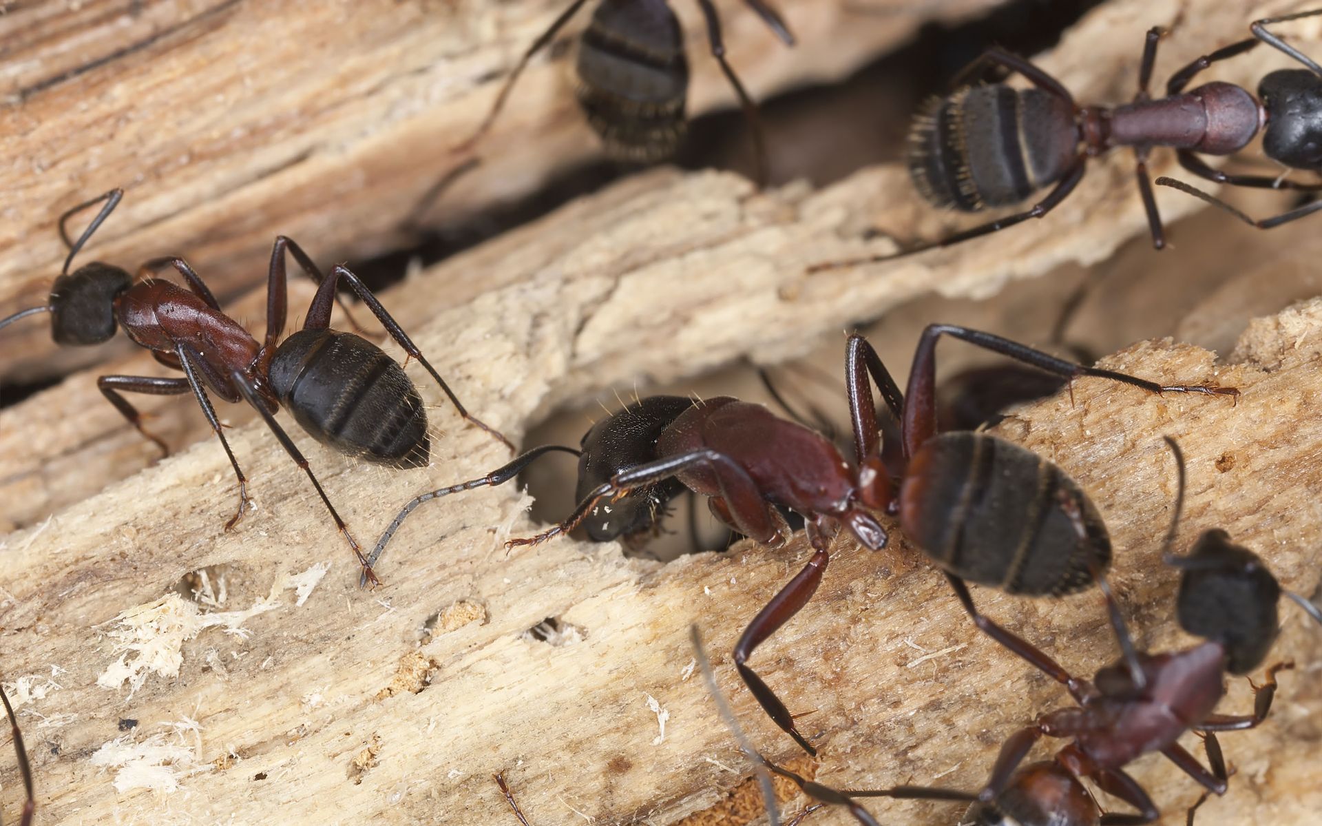 Black and reddish ants on decaying wood, some near an opening.