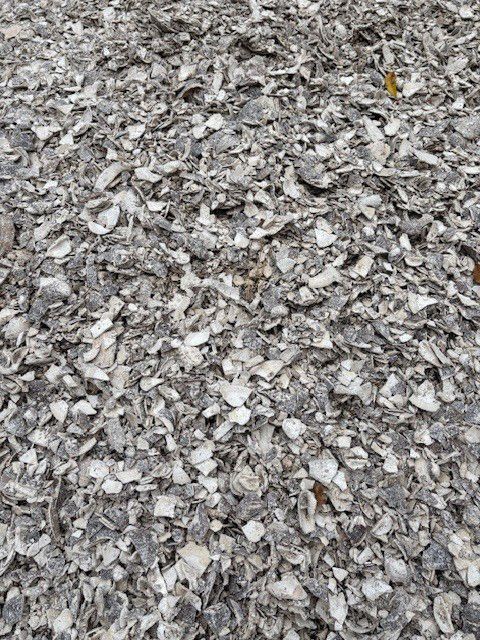 Pile of gray and white shell fragments.