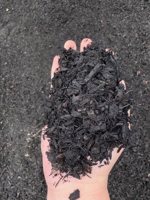 Hand holding a mound of black mulch over dark pavement