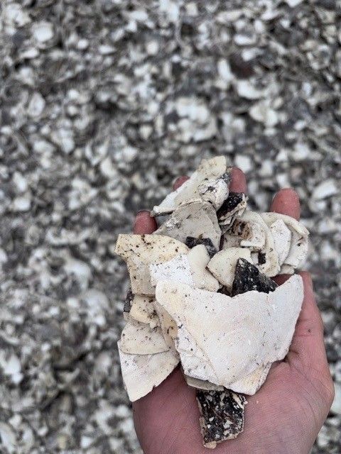 Hand holding a broken white shell fragment over a rocky ground