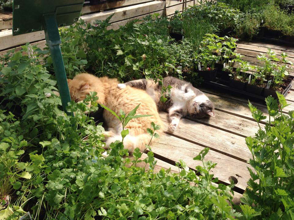 Plants
