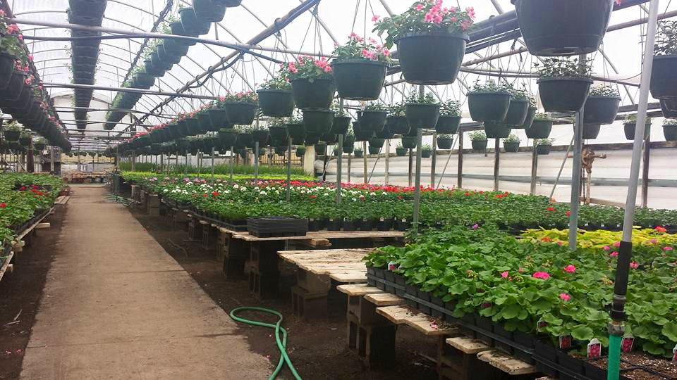 Plants