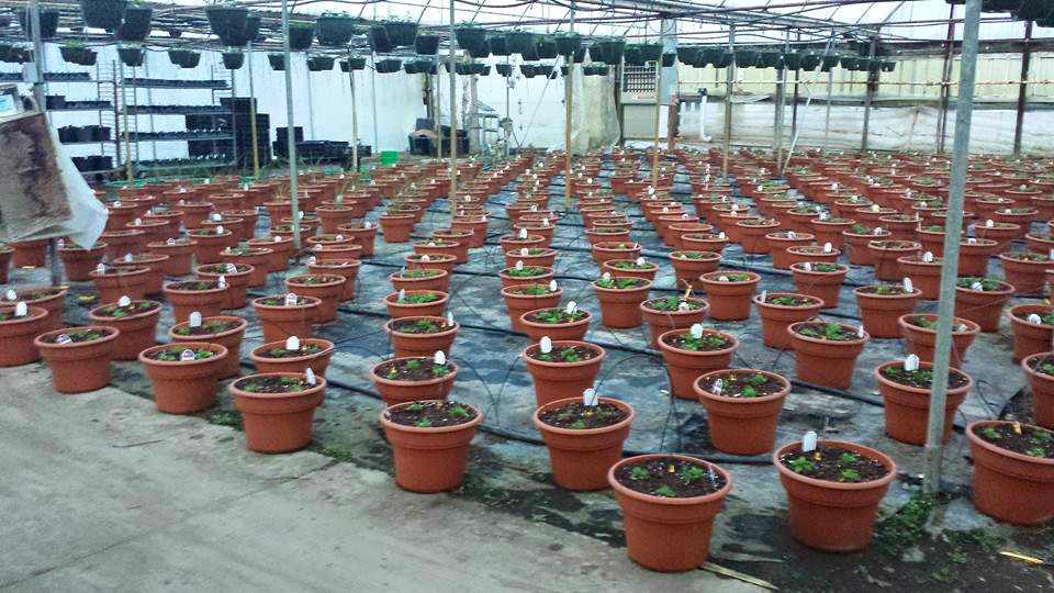 Plants