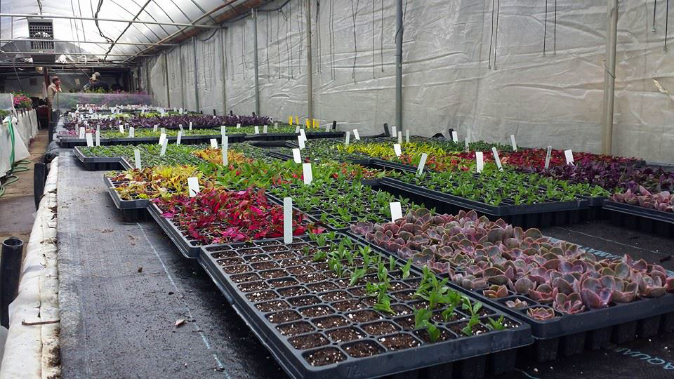 Plants