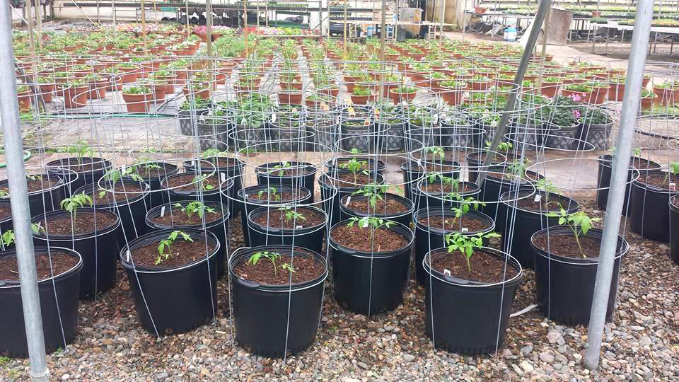 Plants