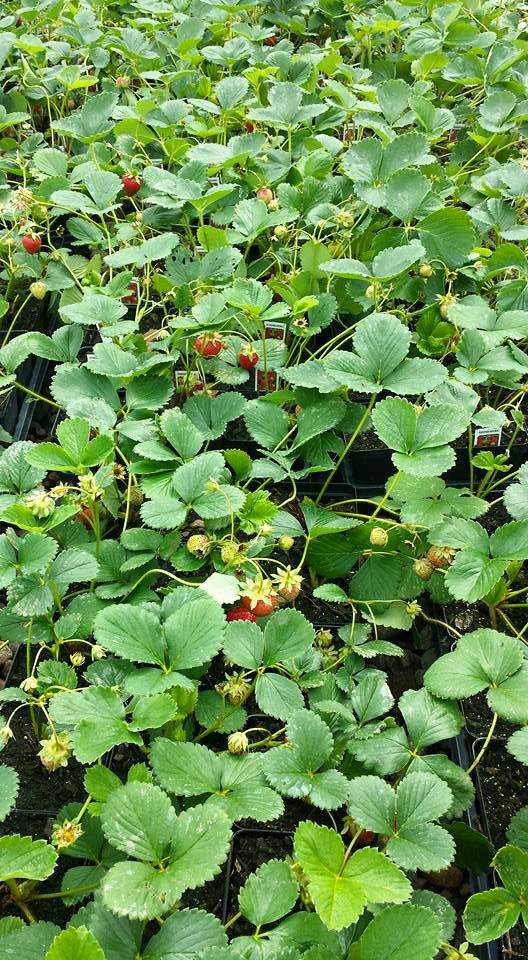 Plants
