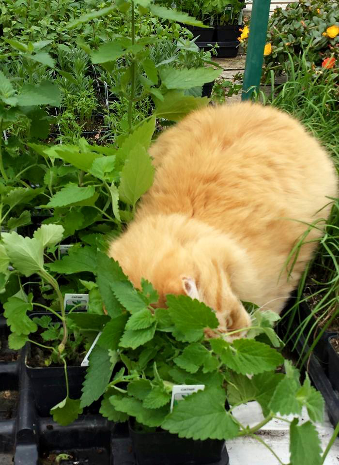 Plants
