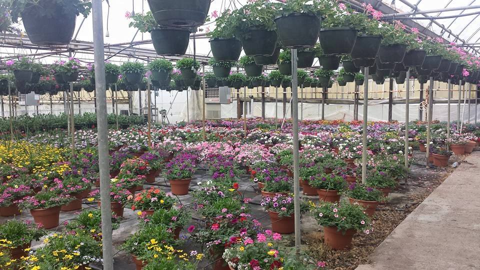 Plants