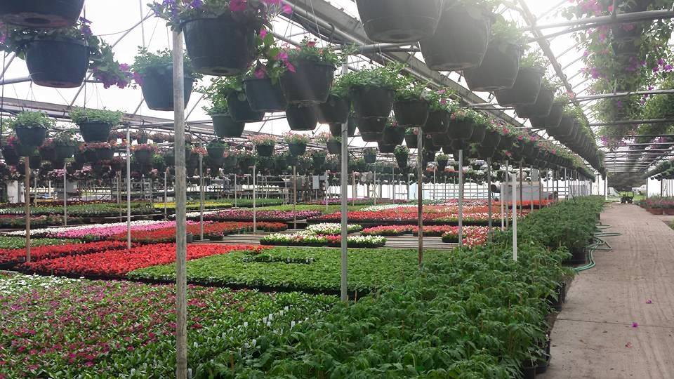 Plants