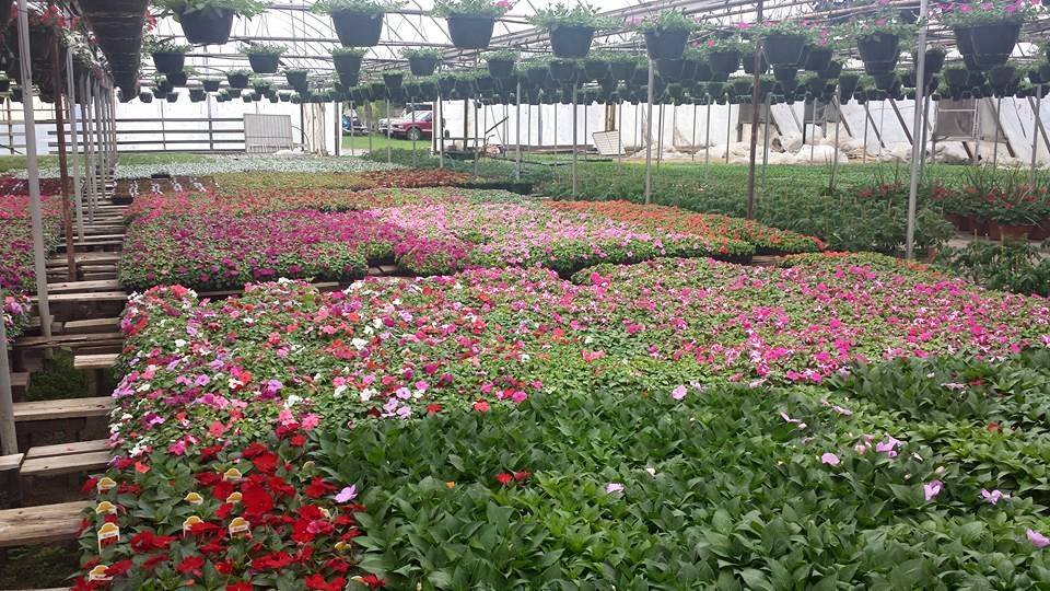 Plants