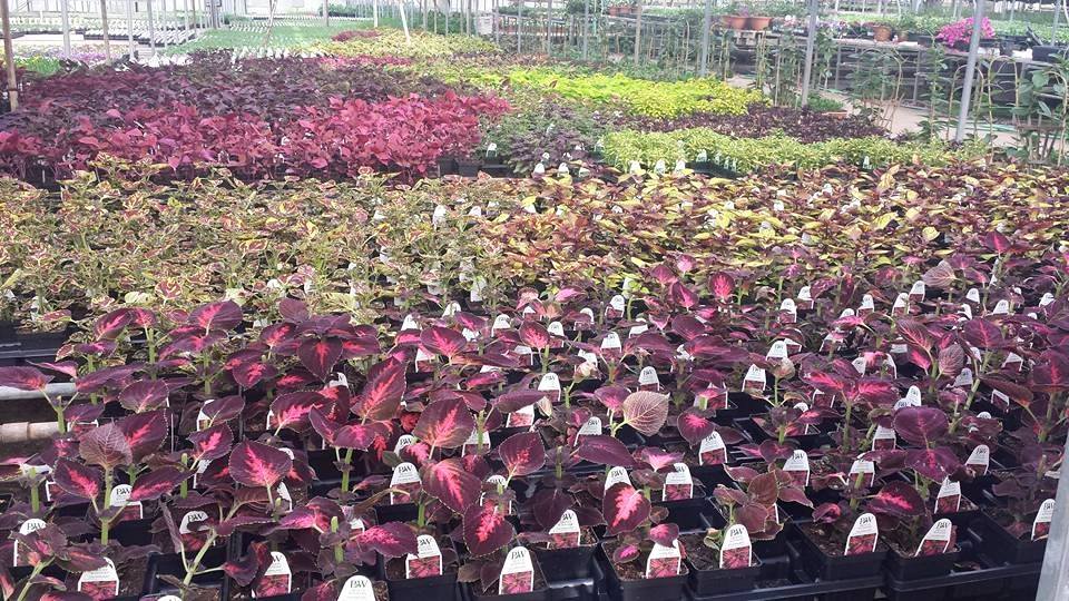 Plants