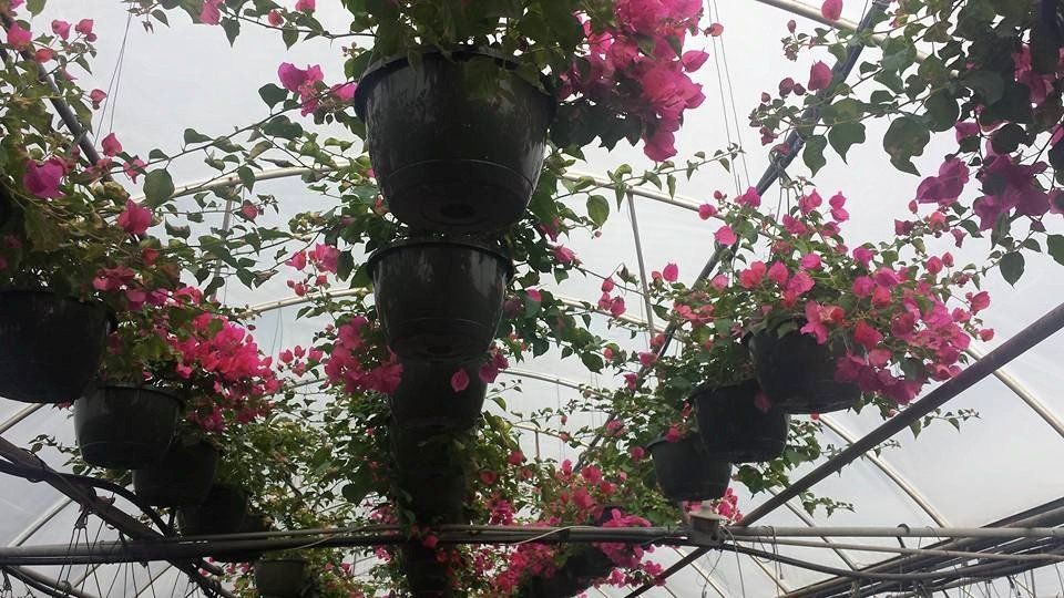 Plants