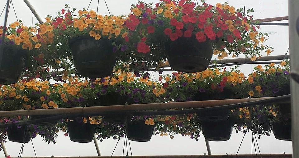 Plants