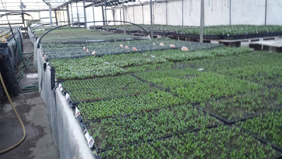 Plants