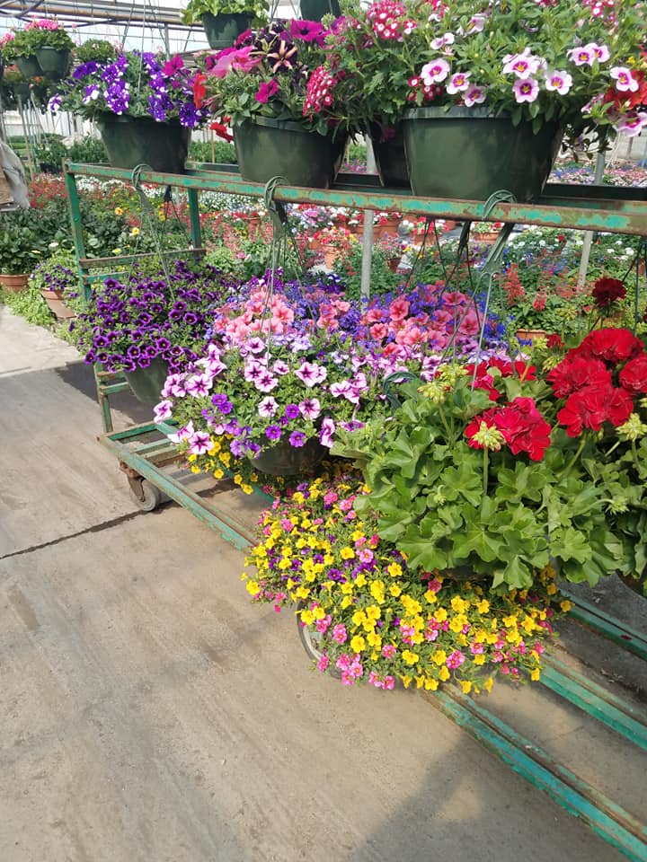 Flowers