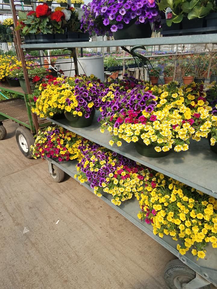 Flowers