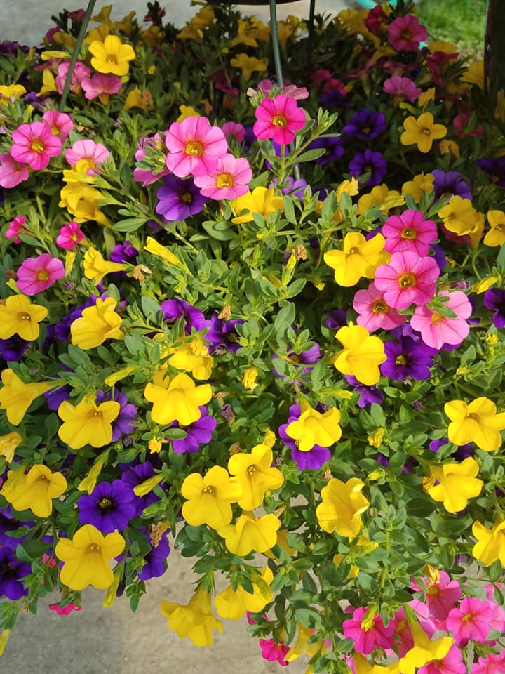 Flowers
