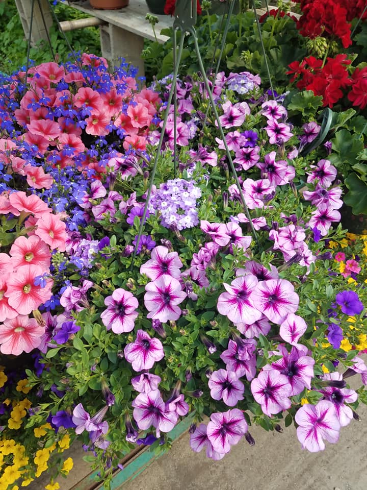 Plants