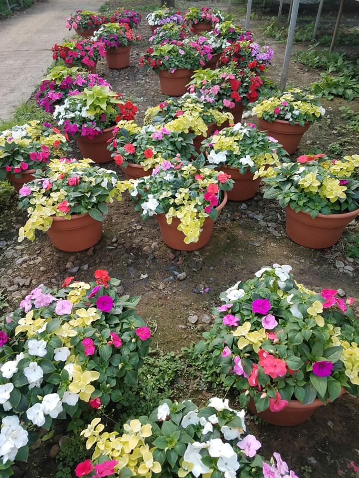 Plants