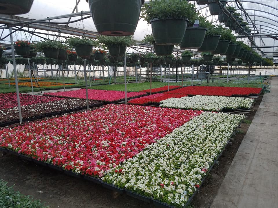 Plants