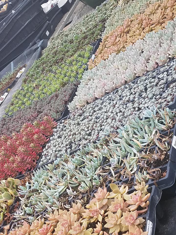 Plants