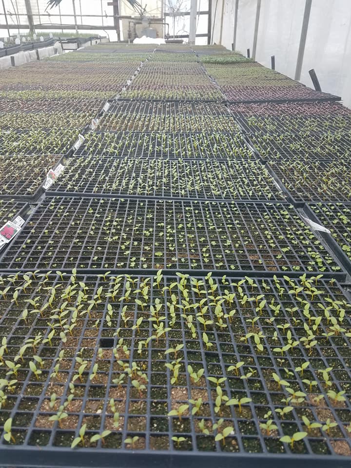 Veg Plants