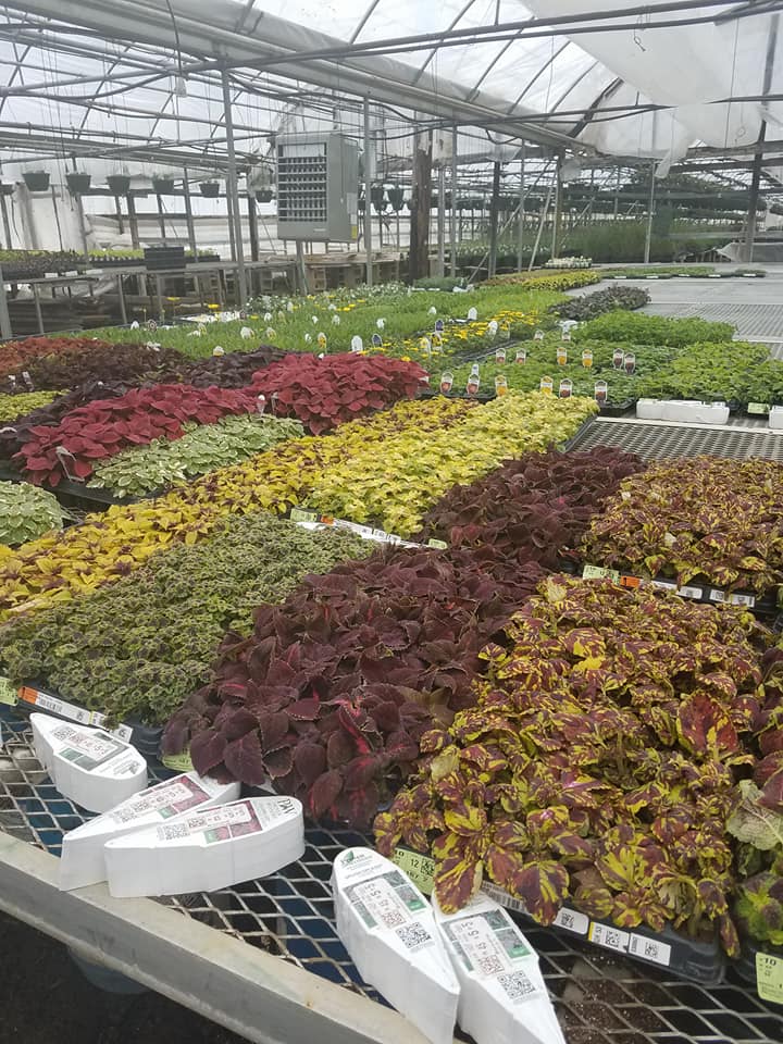 Plants