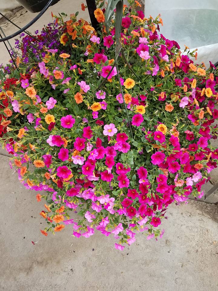 Flowers