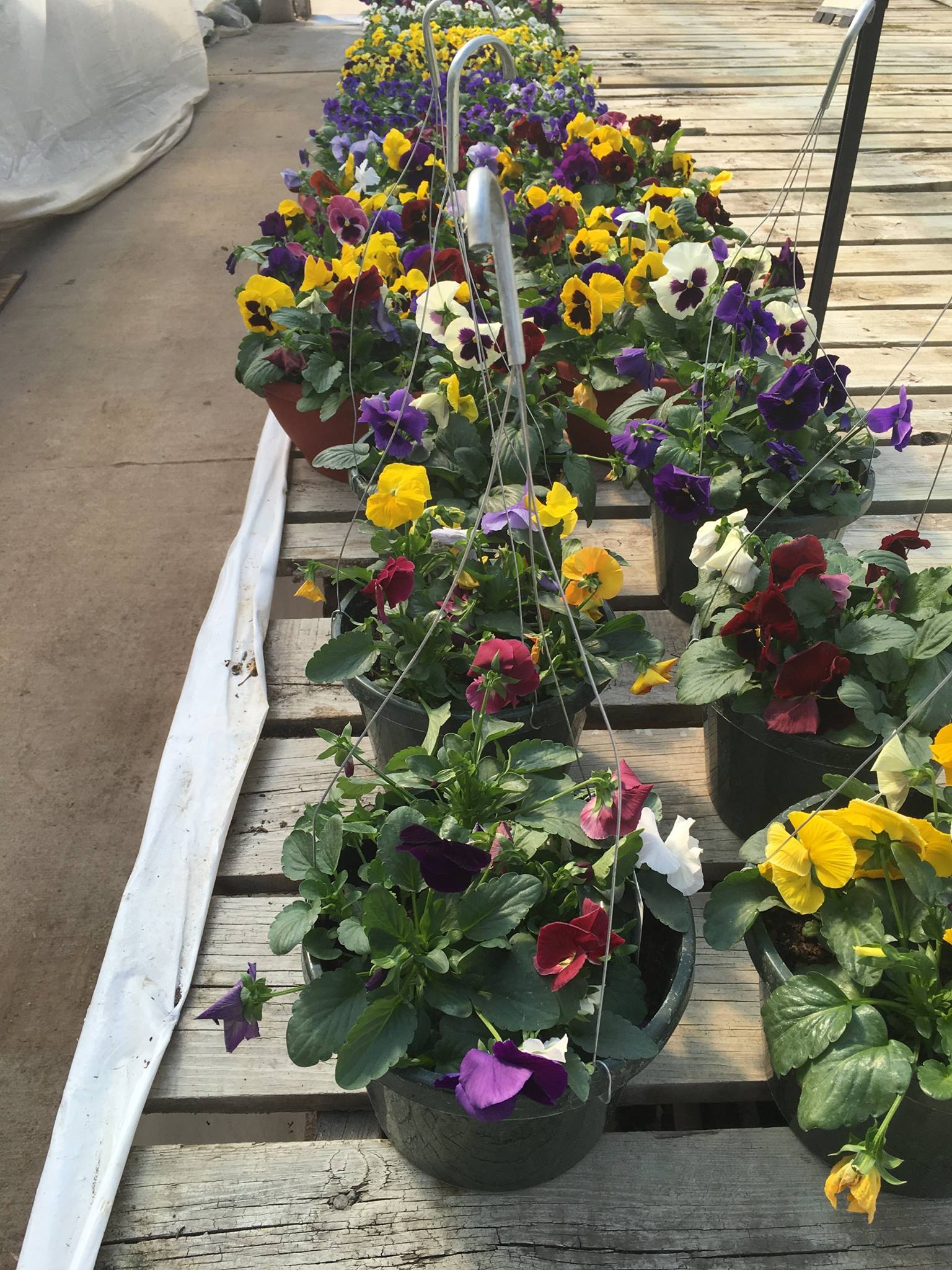 Flowers