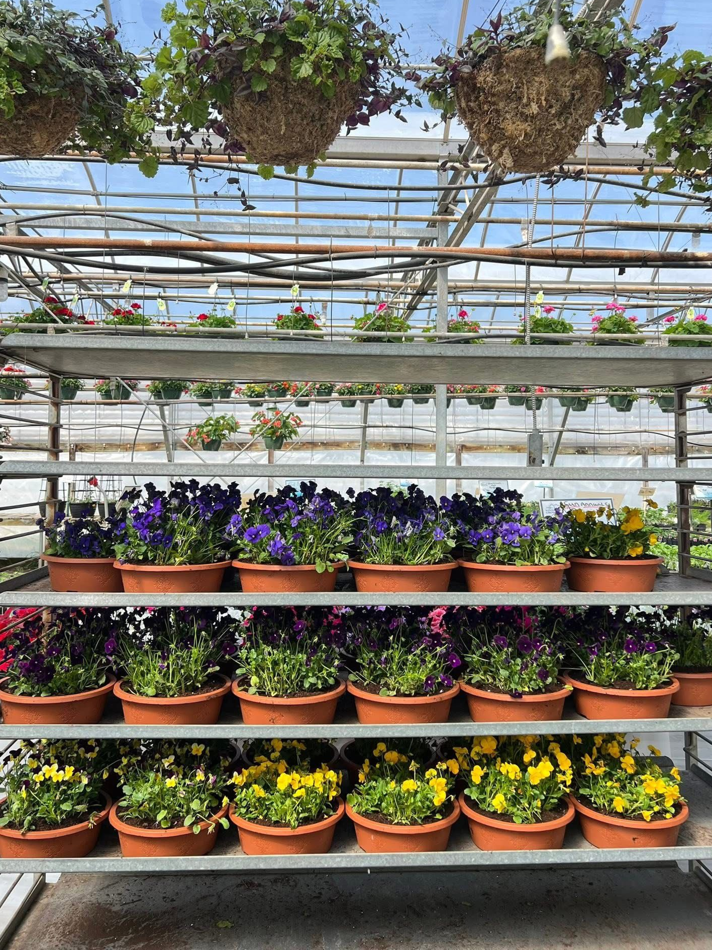 a greenhouse filled with lots of pink flowers and hanging potted plants.