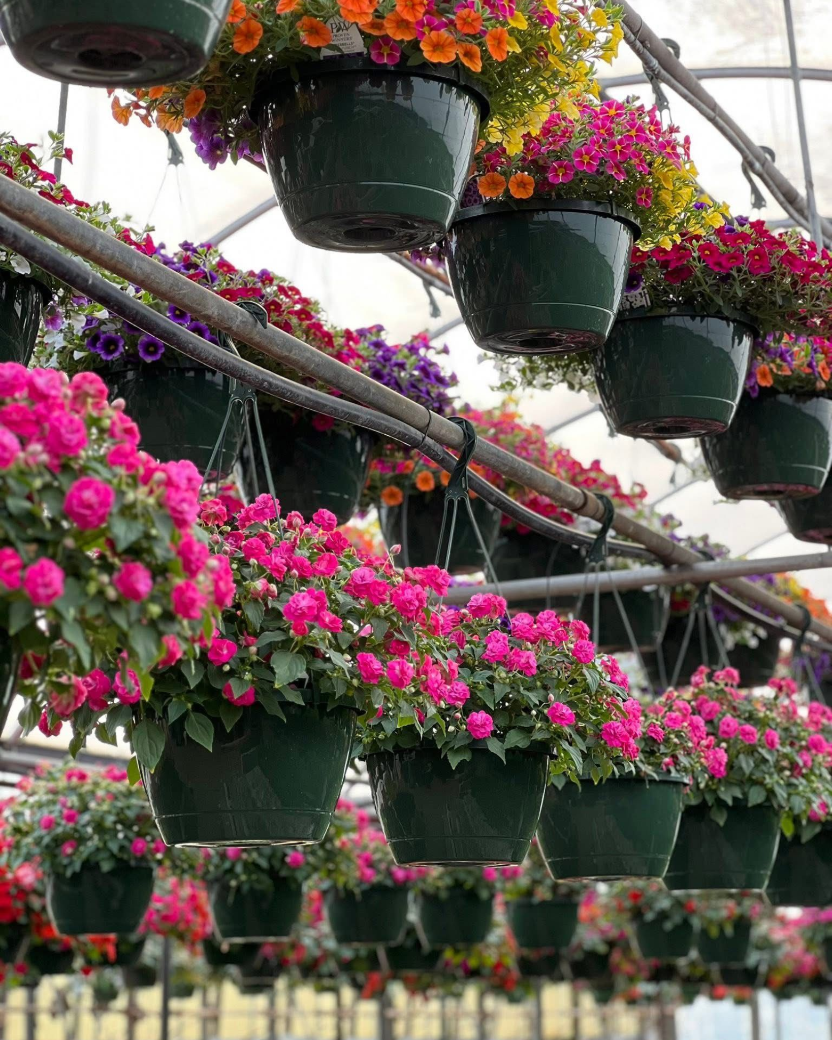 A greenhouse filled with lots of potted plants hanging from the ceiling.