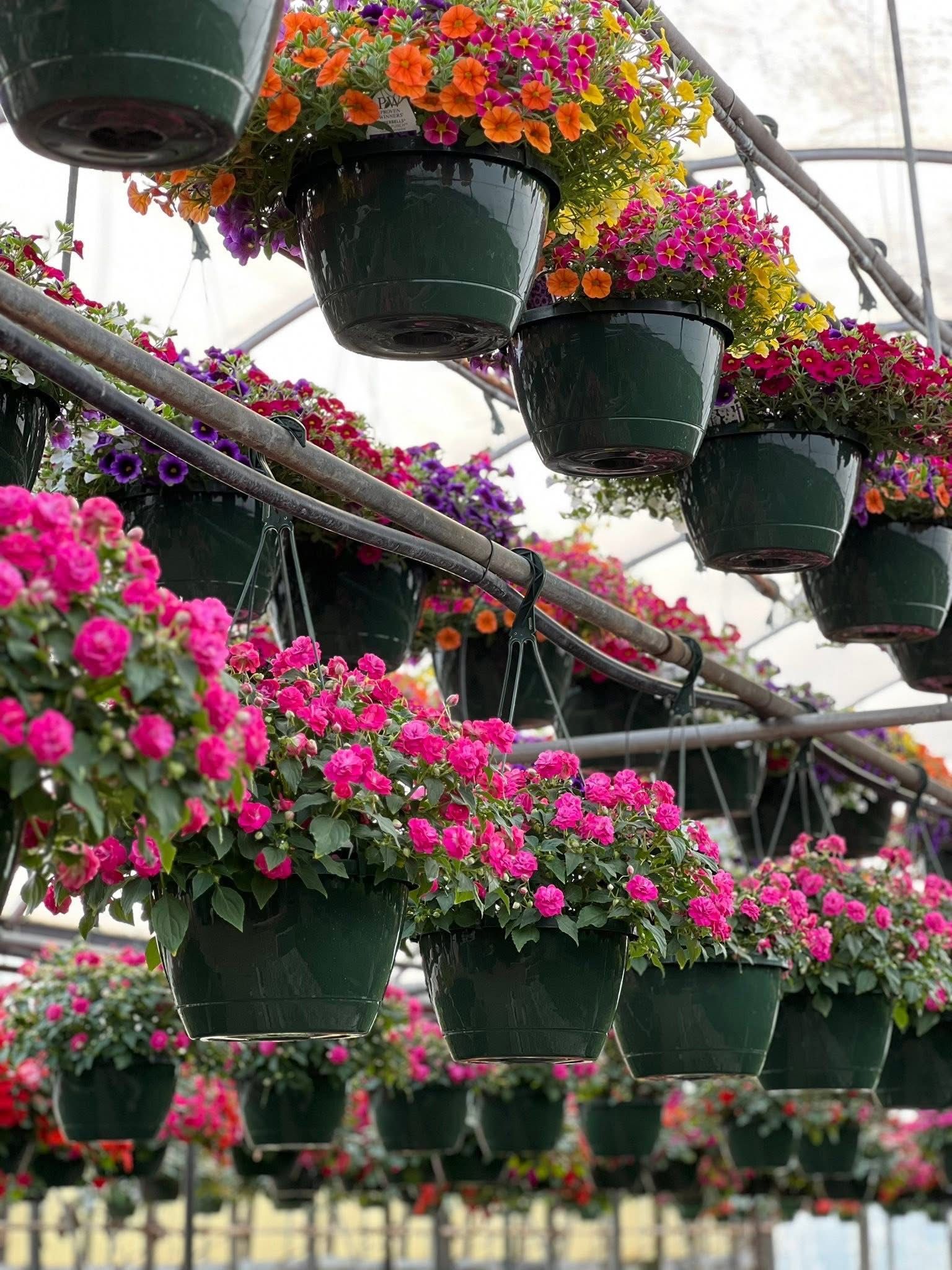 A greenhouse filled with lots of potted plants hanging from the ceiling.